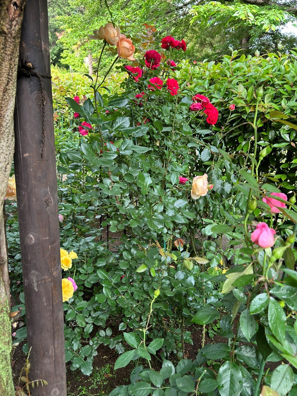 ロビン開花苗購入から102週後