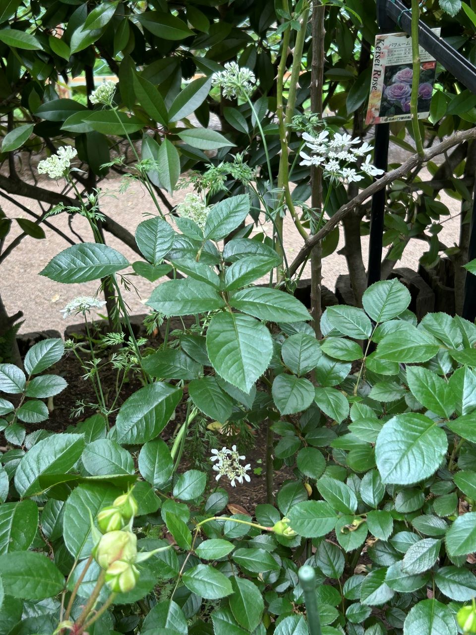 ロクサーヌ6月開花苗の92週後