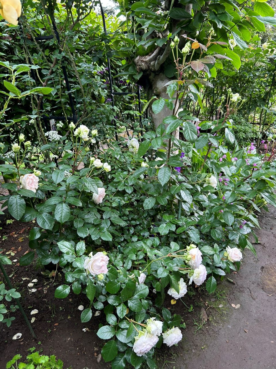 ロクサーヌ6月開花苗の93週後