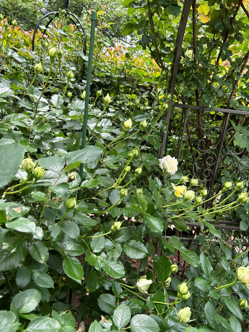 シシリエンヌ 開花苗の100週後