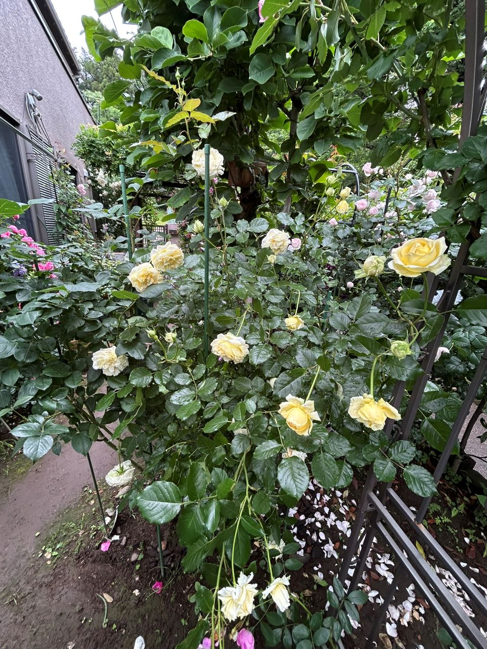 シシリエンヌ 開花苗の101週後