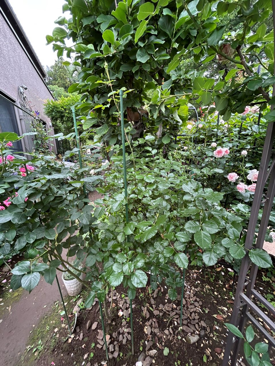 シシリエンヌ 開花苗の102週後