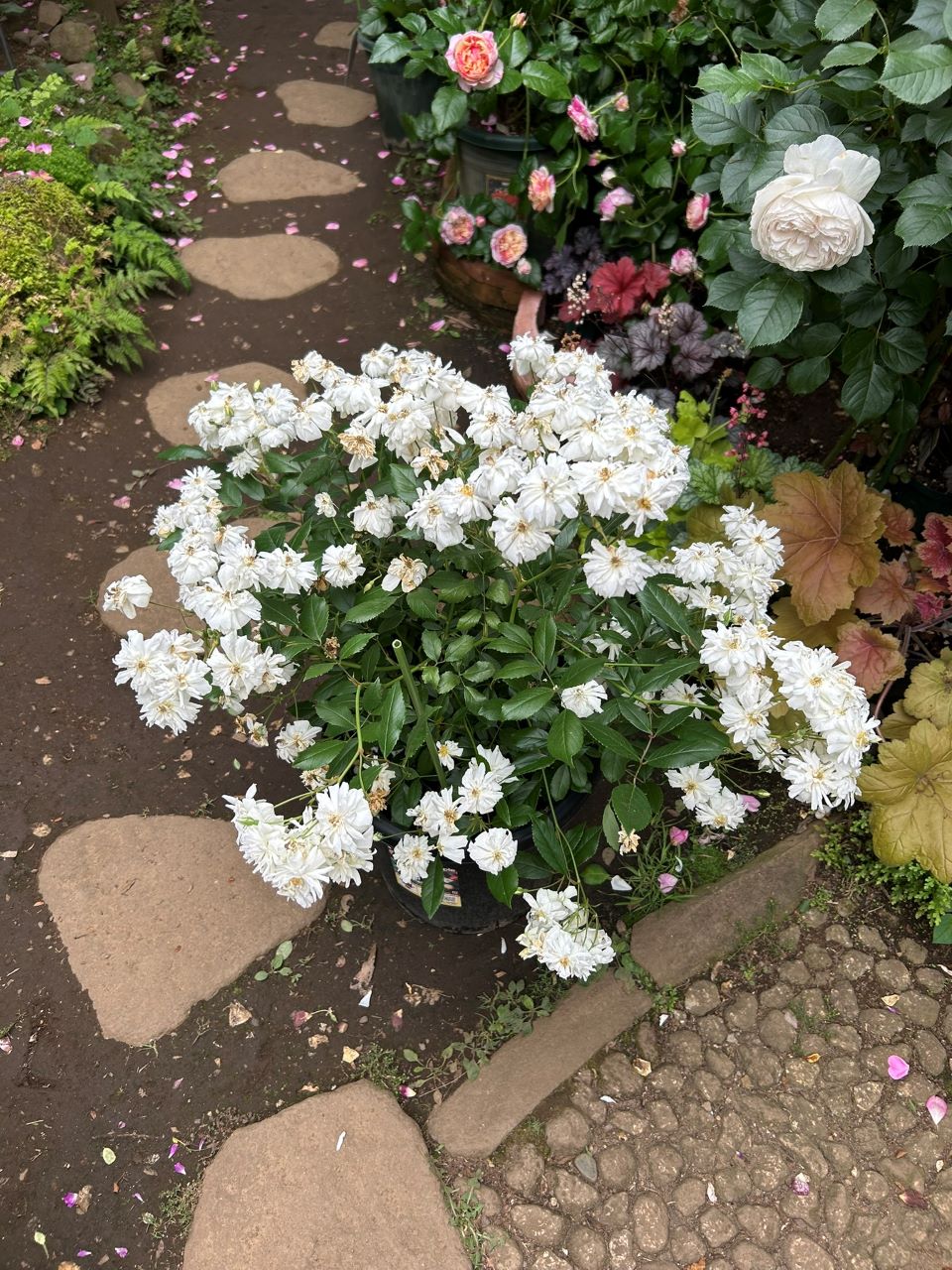 スノーグースランブラー冬大苗の15週後