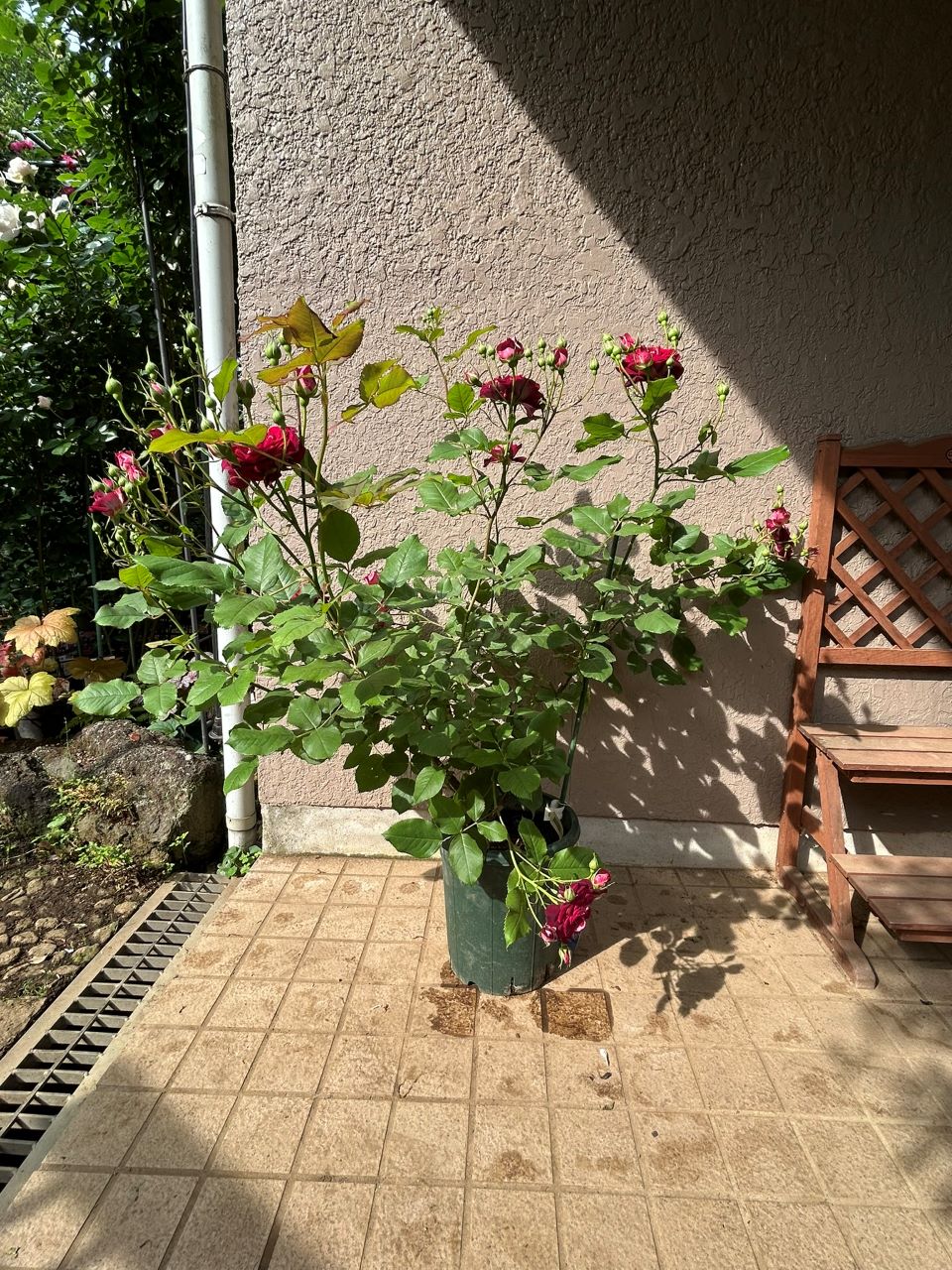 ソムリエール開花苗の49週後