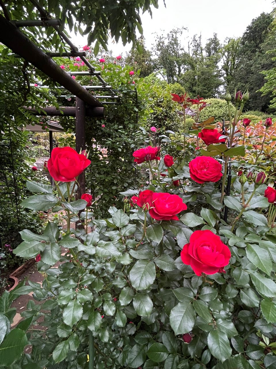 スーリールドゥモナリザ新苗99週後