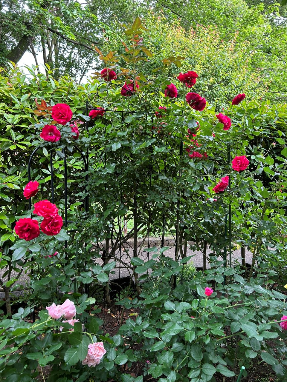 スーリールドゥモナリザ新苗100週後