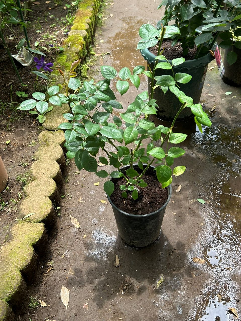 ザセレスティアル新苗の2週後