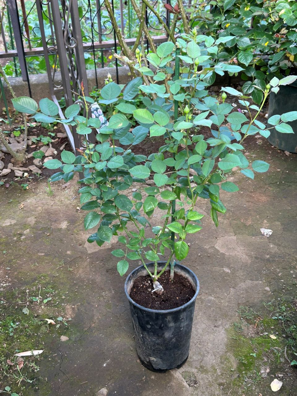 ザセレスティアル新苗の5週後