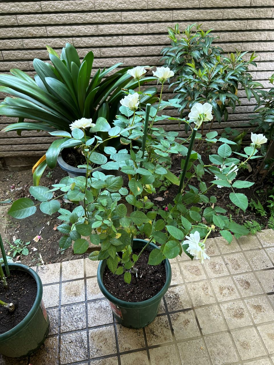 ザセレスティアル新苗の6週後