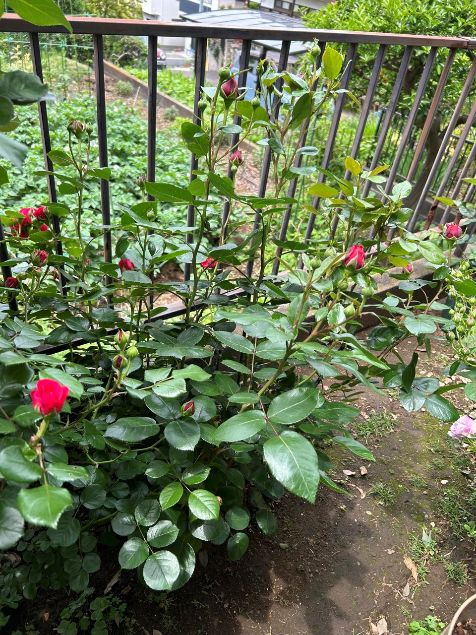 ティアーモ大苗の30週後