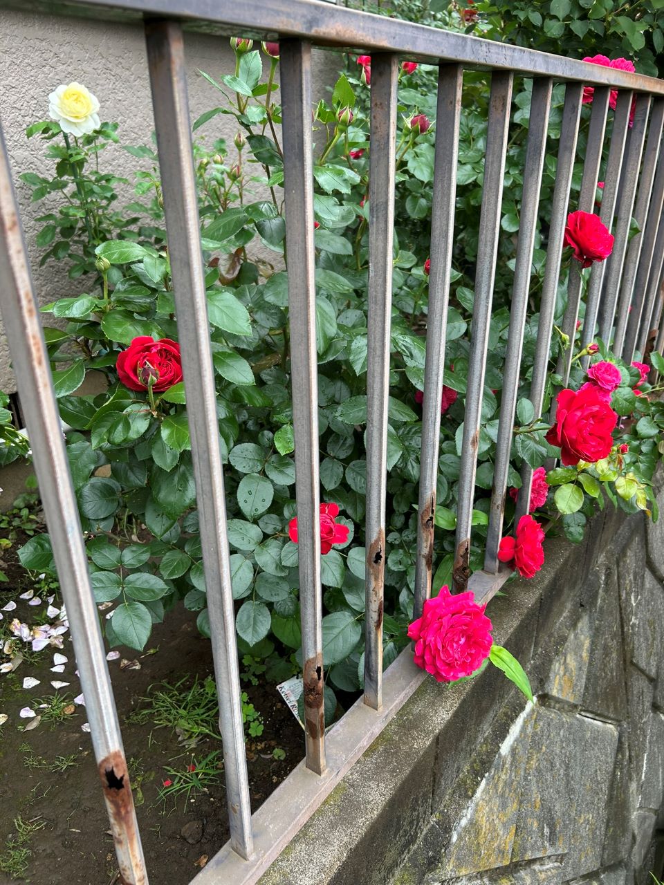 ティアーモ大苗の31週後