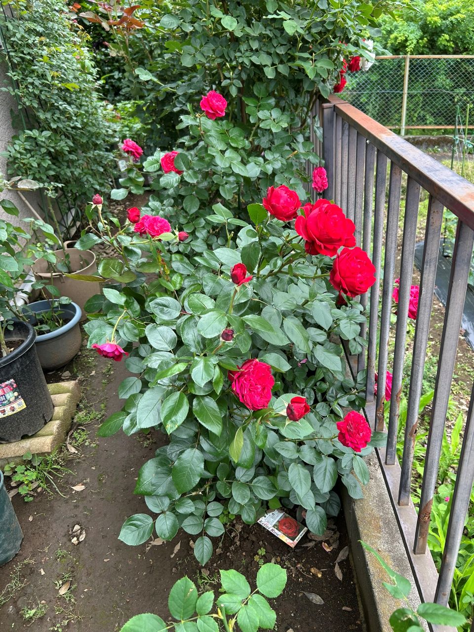 ティアーモ大苗の32週後