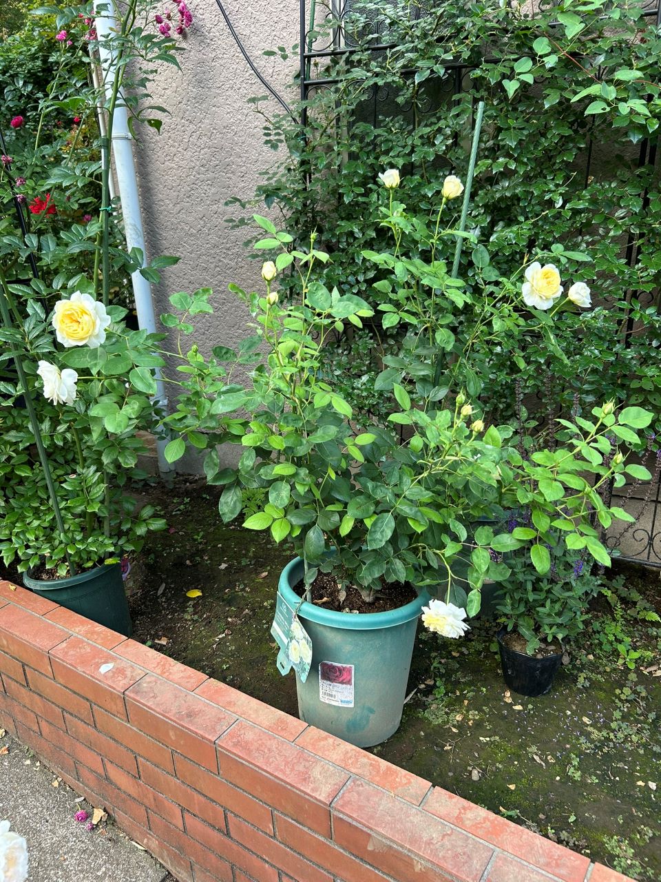 ヴァネッサベル開花苗の64週後