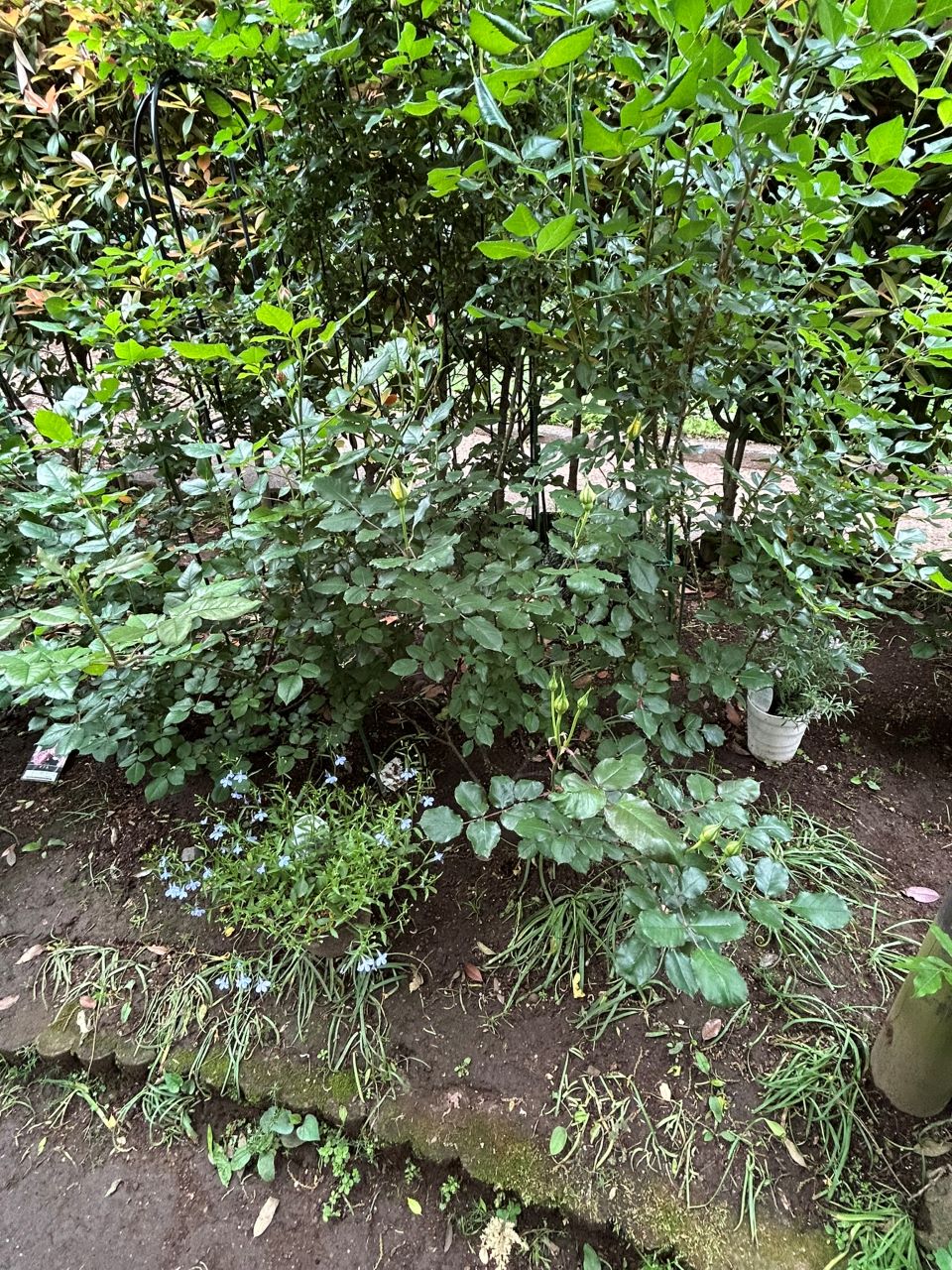 イエロー・ブラスバンド開花苗86週後