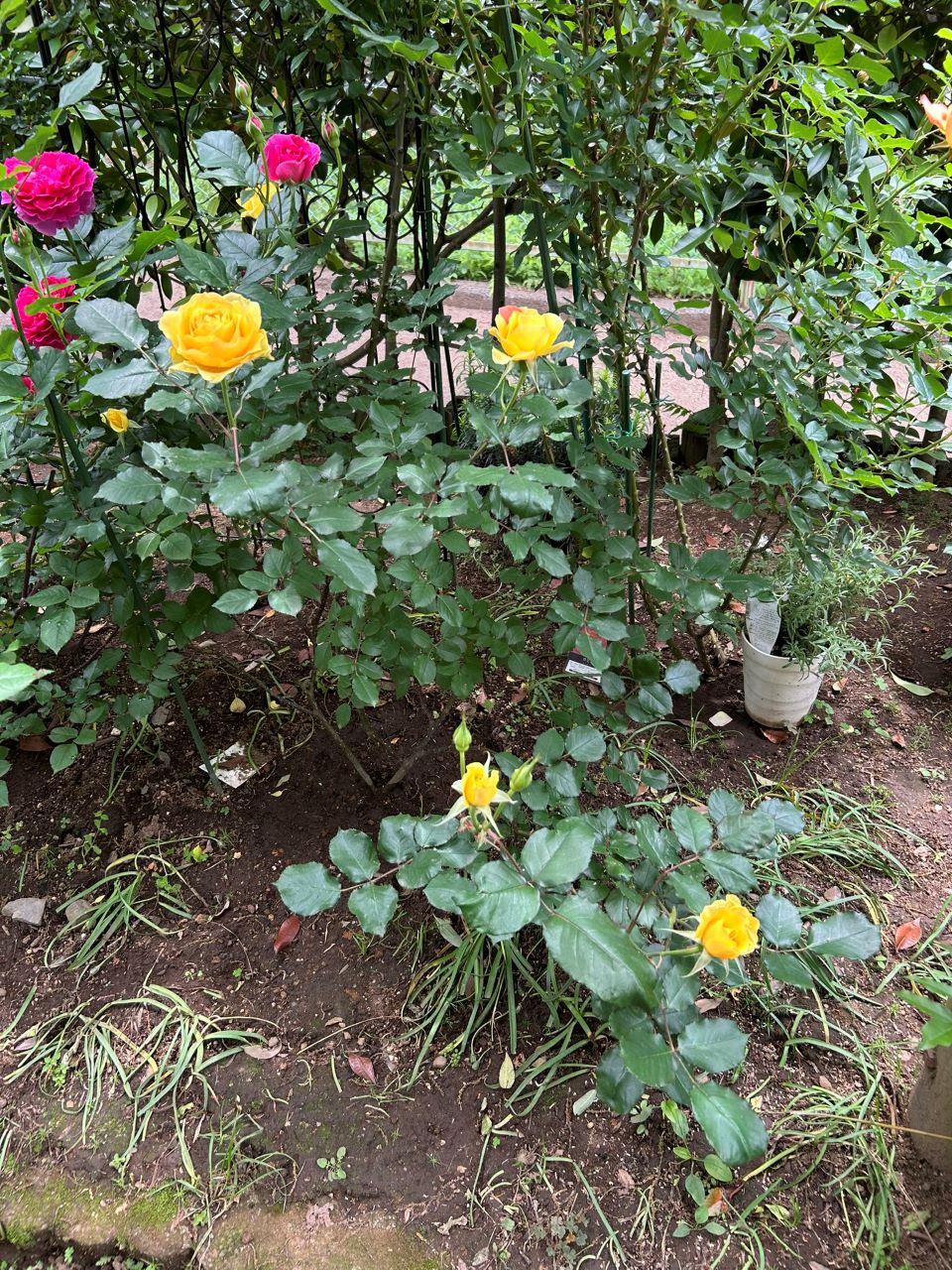 イエロー・ブラスバンド開花苗87週後