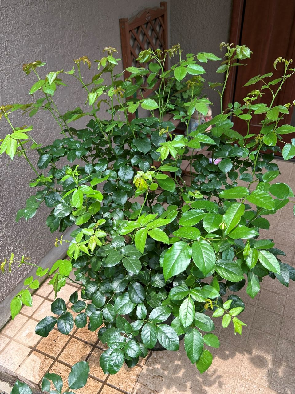 シャトー・ドゥ・シュベルニー大苗65週後