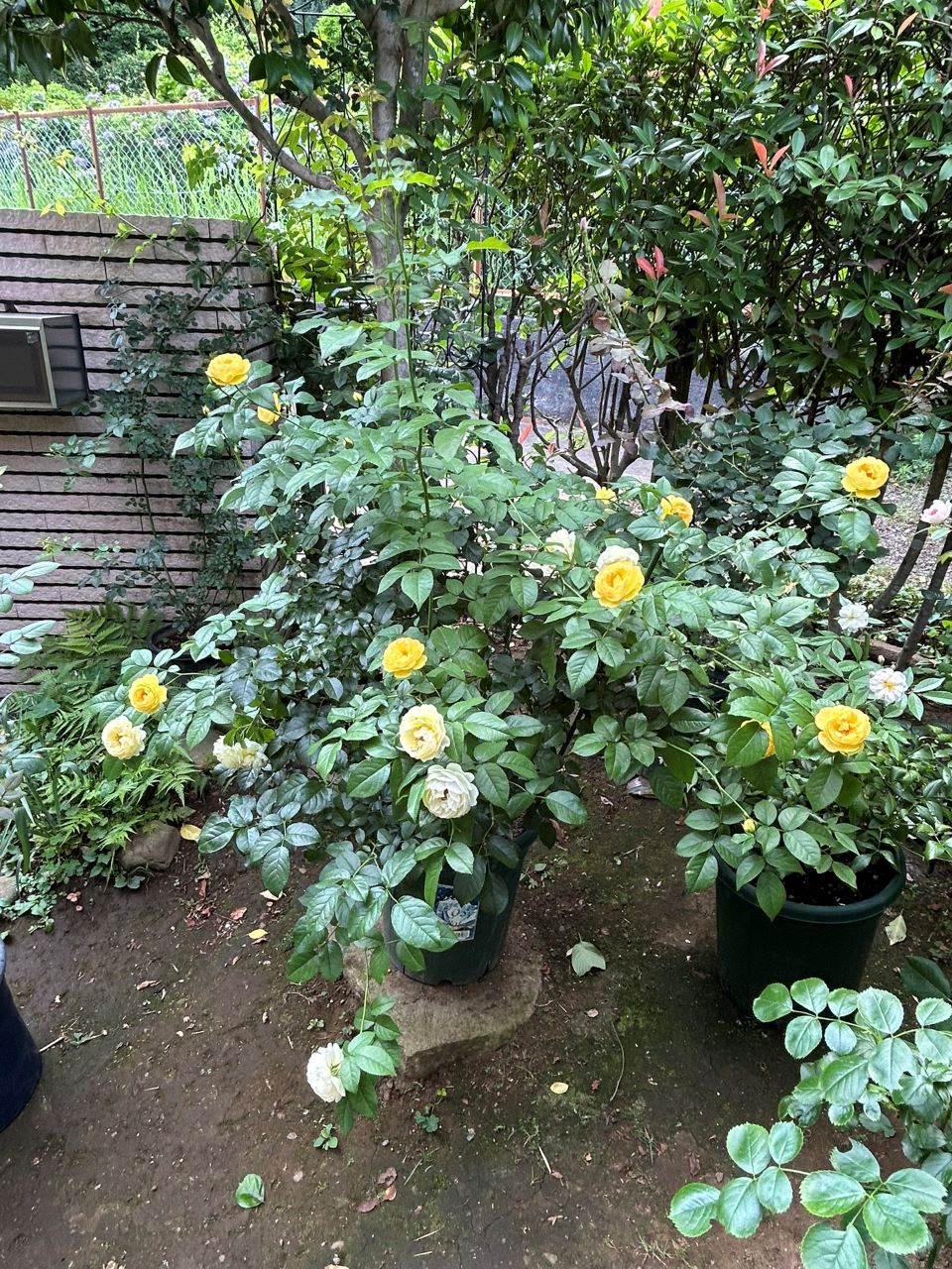 シャトー・ドゥ・シュベルニー大苗67週後