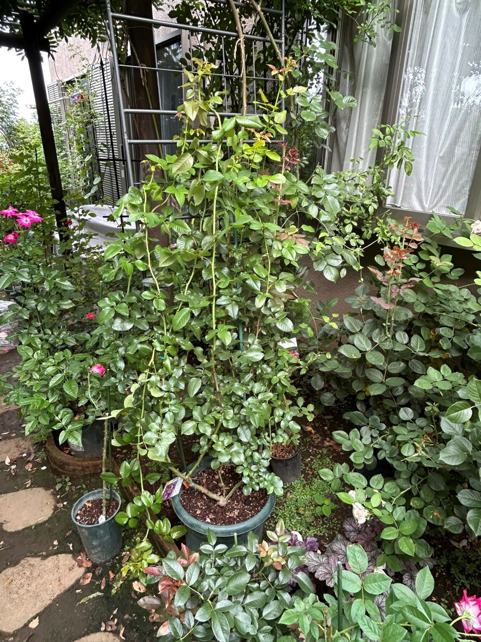 フランボワーズバニーユ開花苗の4週後