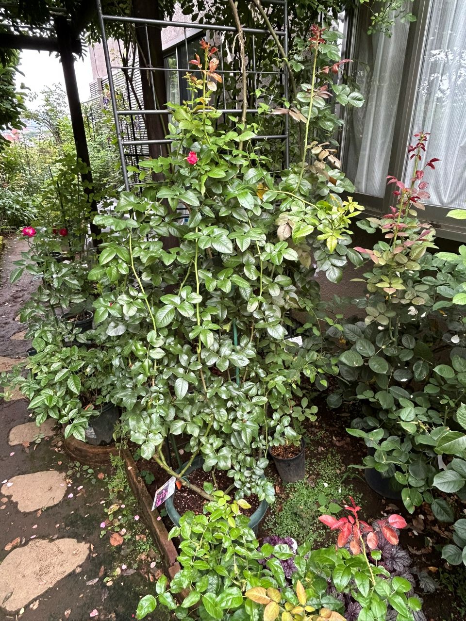 フランボワーズバニーユ開花苗の5週後