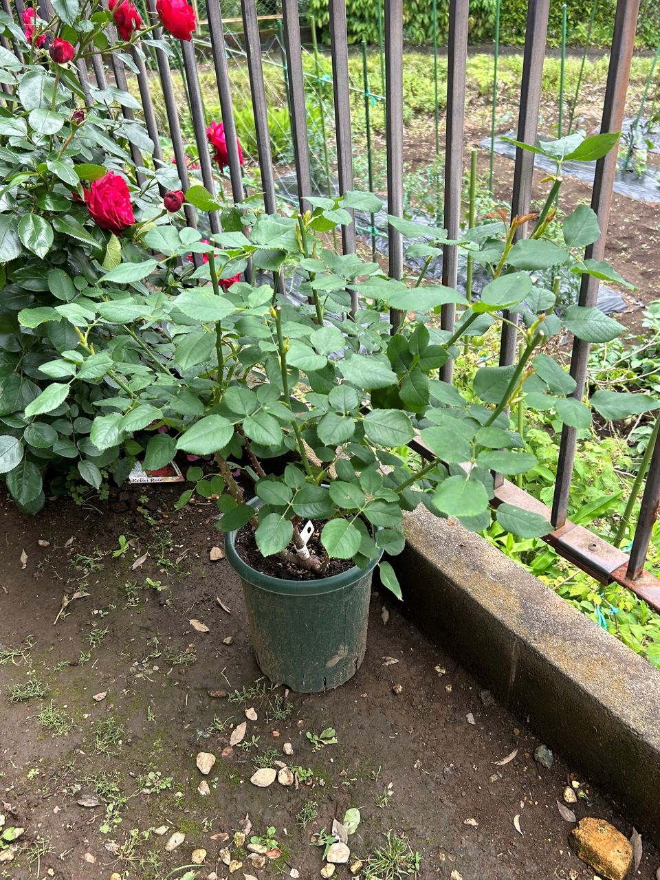 フラウカールドルシュキ大苗の15週後