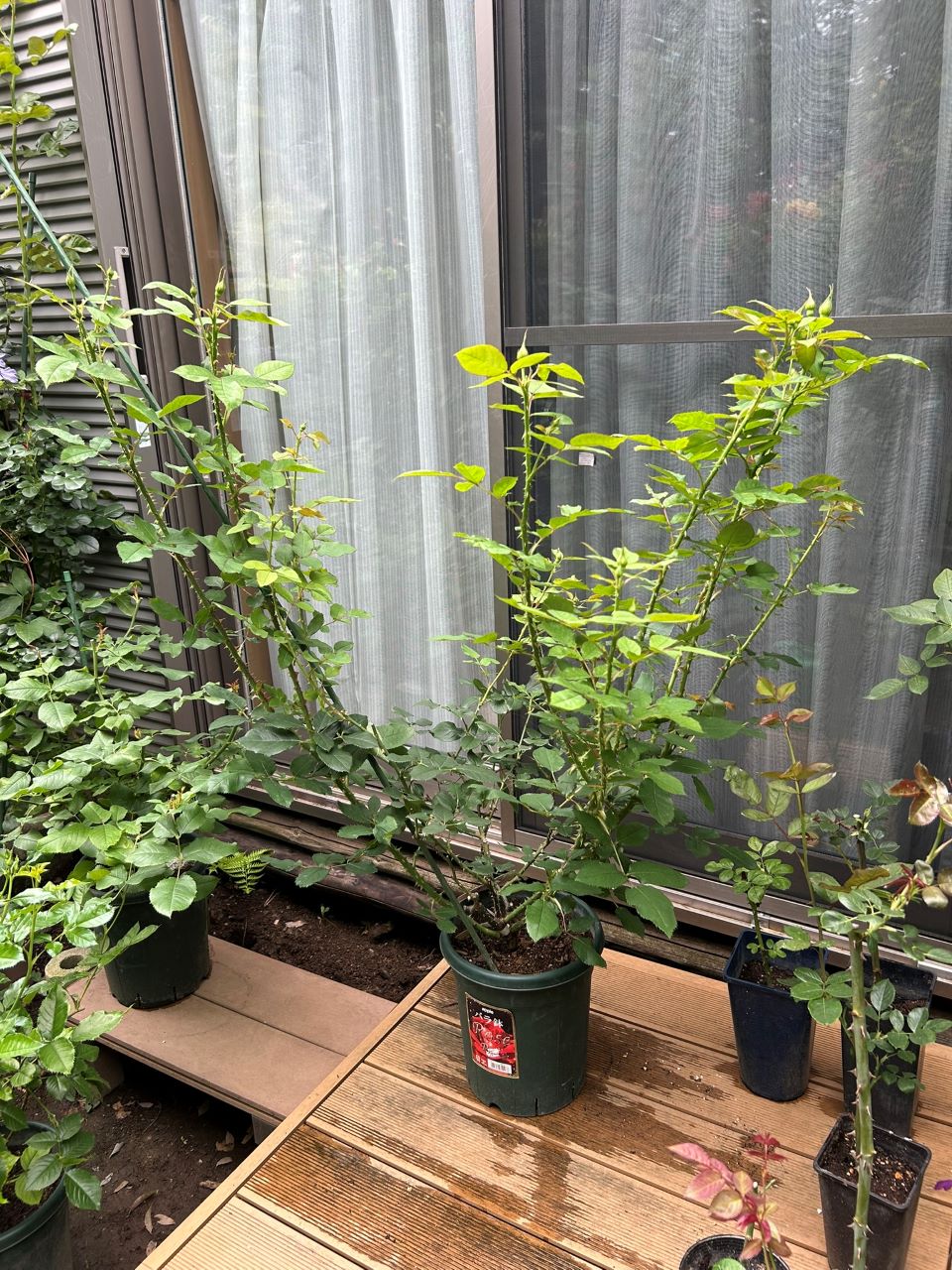 フラウカールドルシュキ大苗の17週後