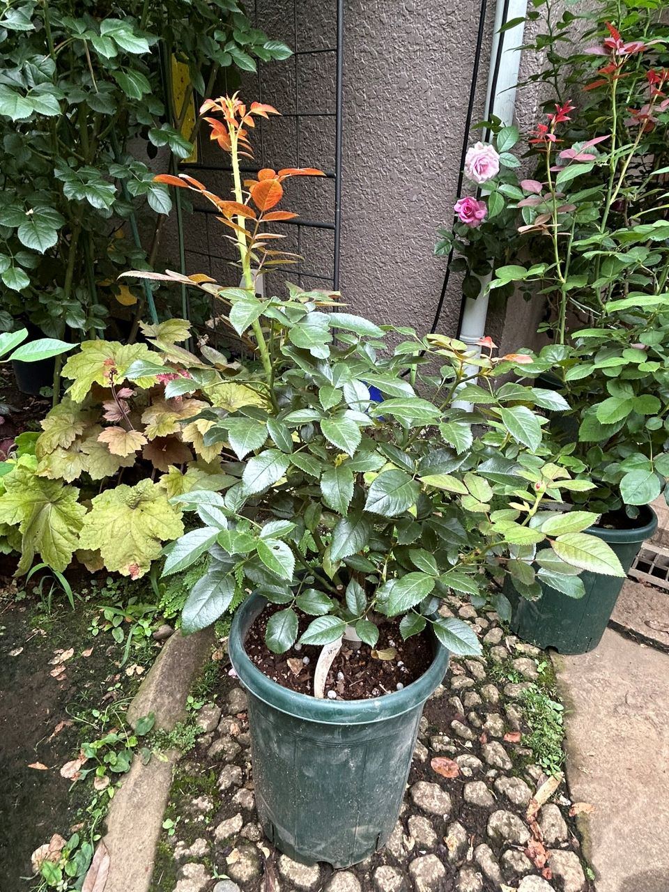 ライデンシャフト開花苗の5週後