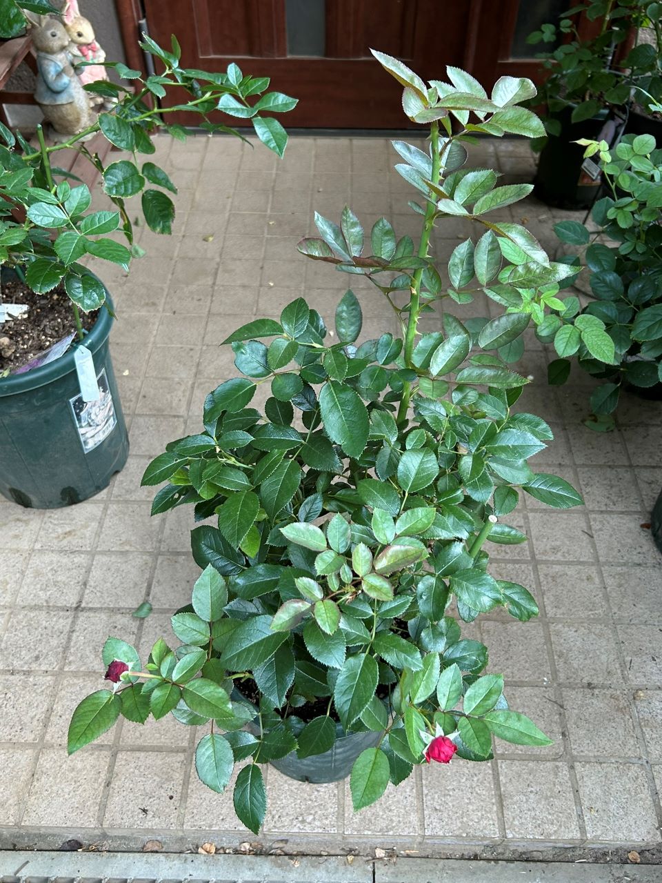 ライデンシャフト開花苗の6週後