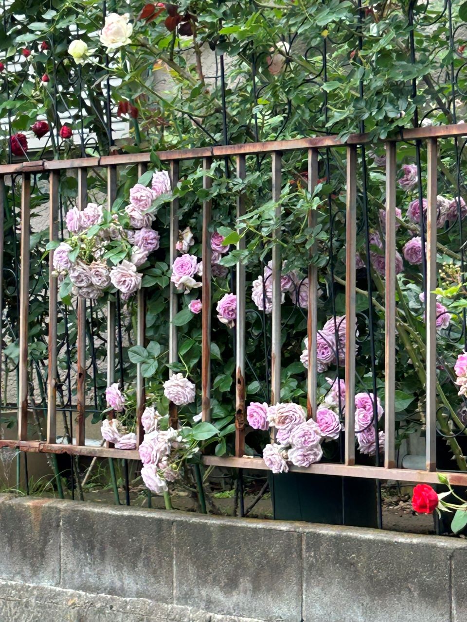 リラトロプフェン開花苗の49週後