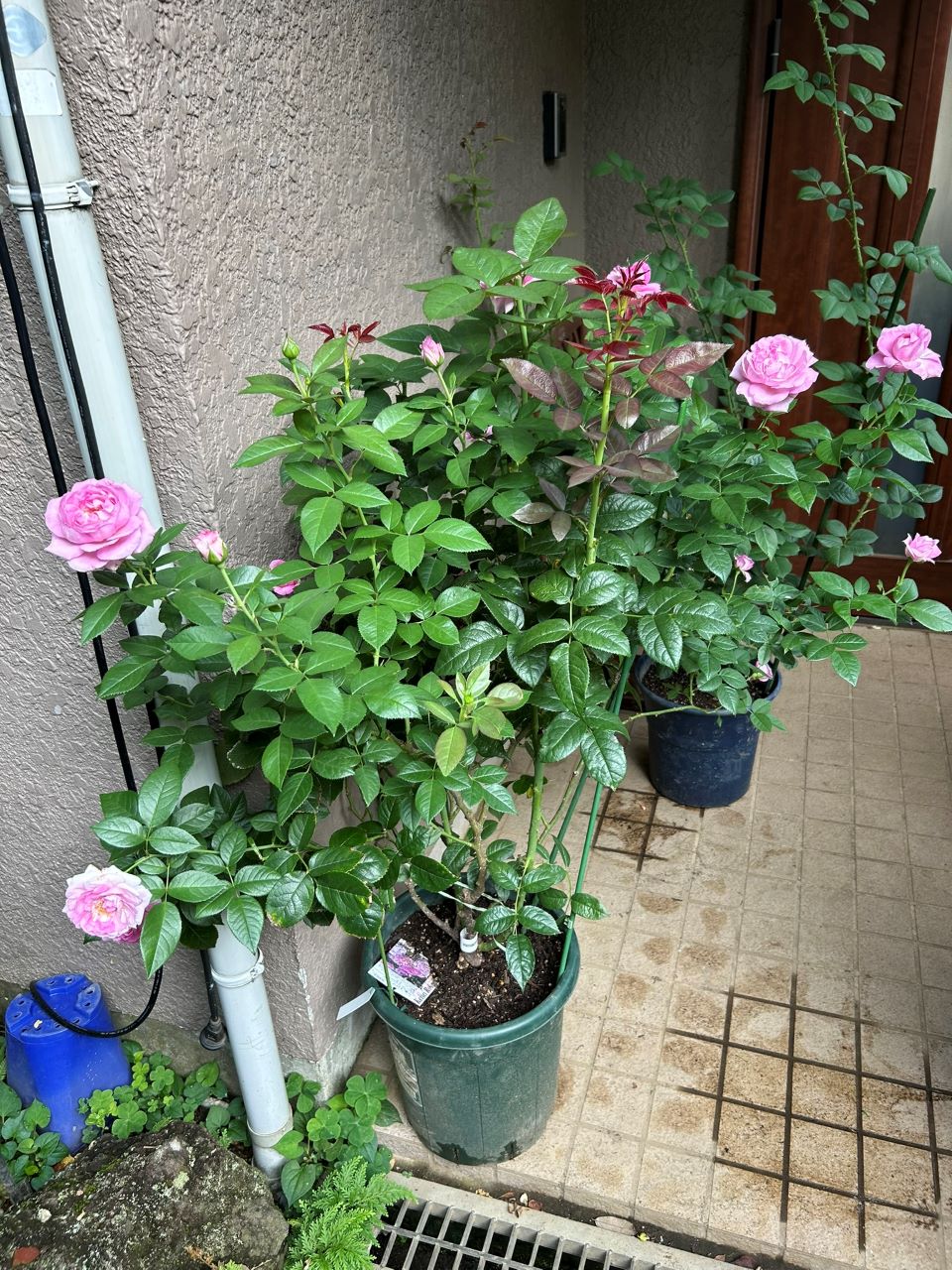 リラトロプフェン開花苗の55週後