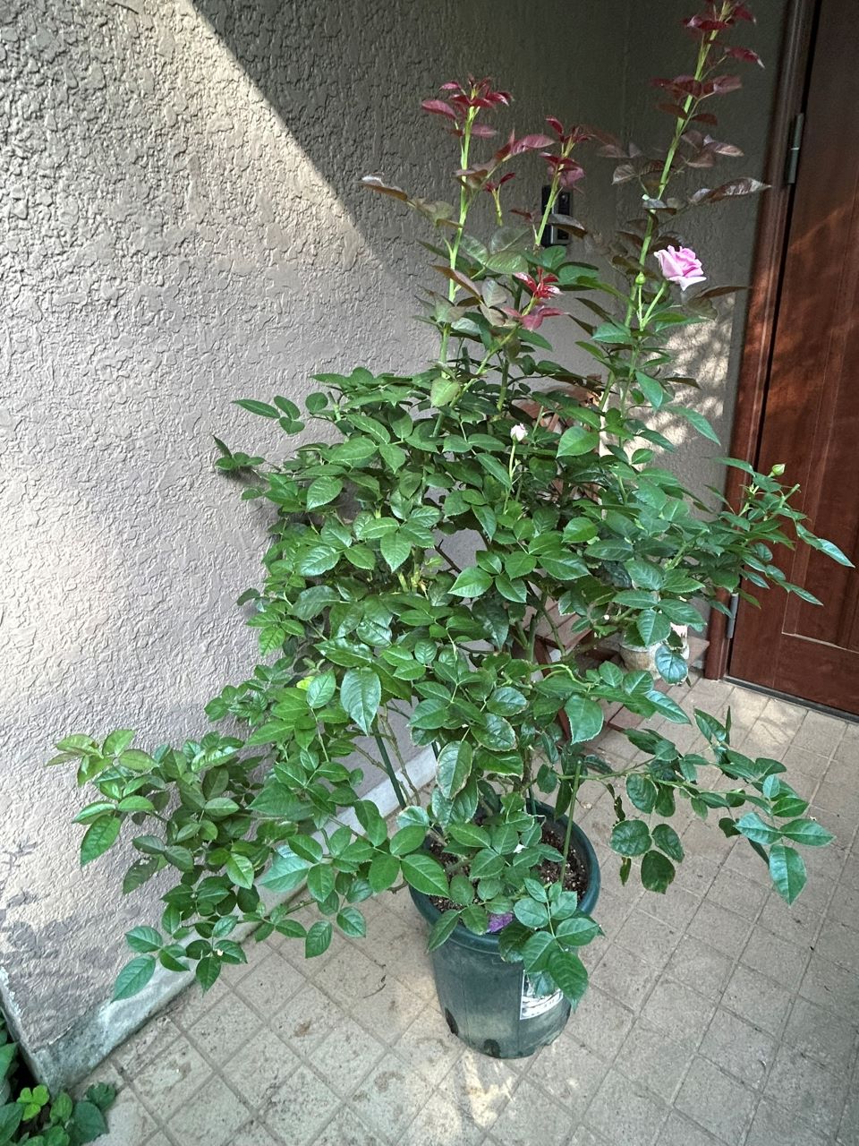 リラトロプフェン開花苗の56週後