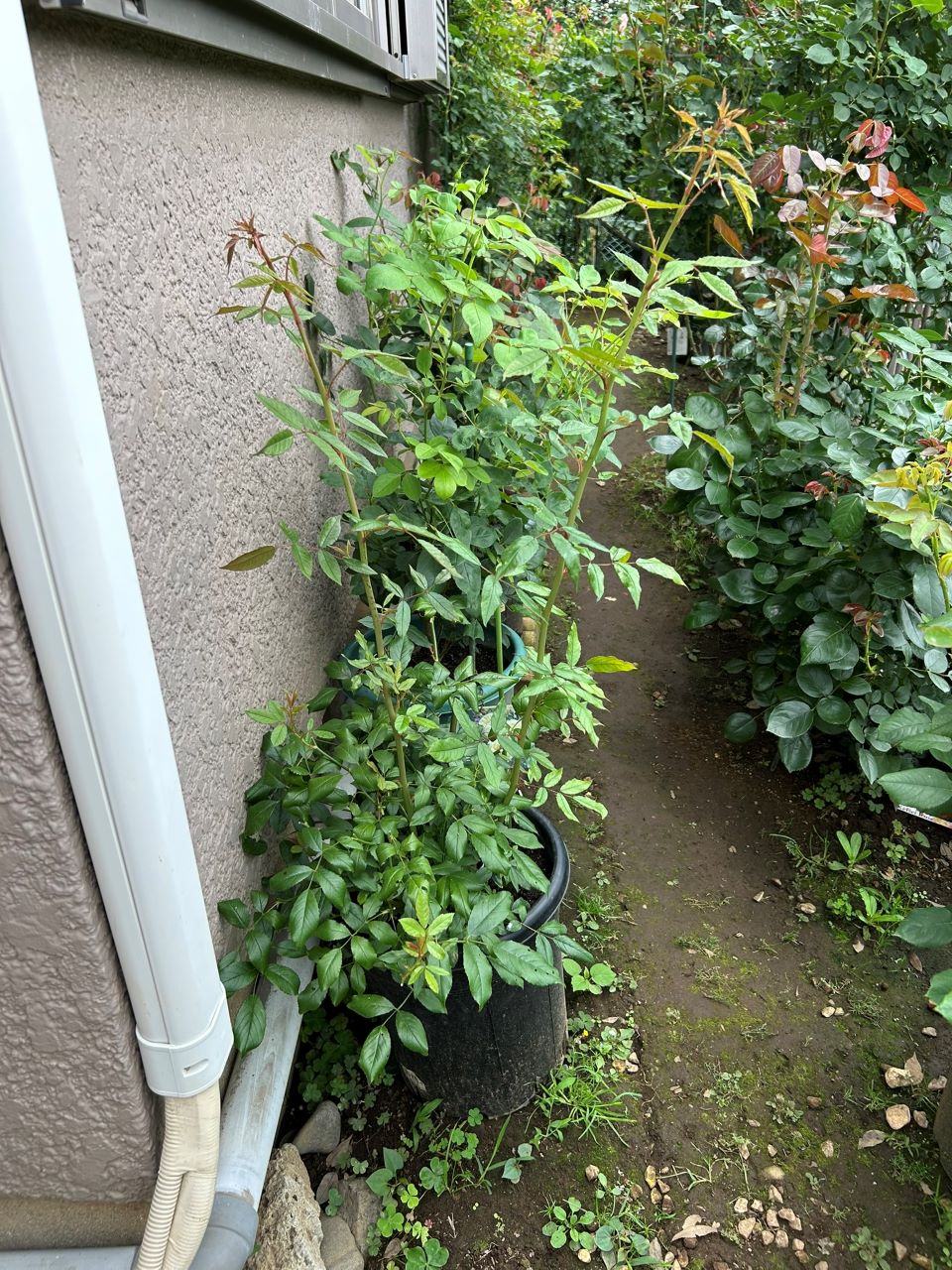 スノーグースランブラー冬大苗の17週後