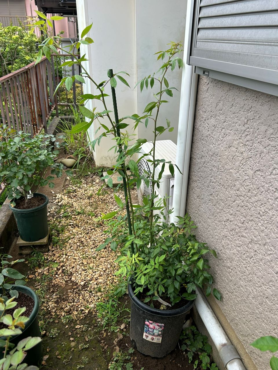 スノーグースランブラー冬大苗の18週後