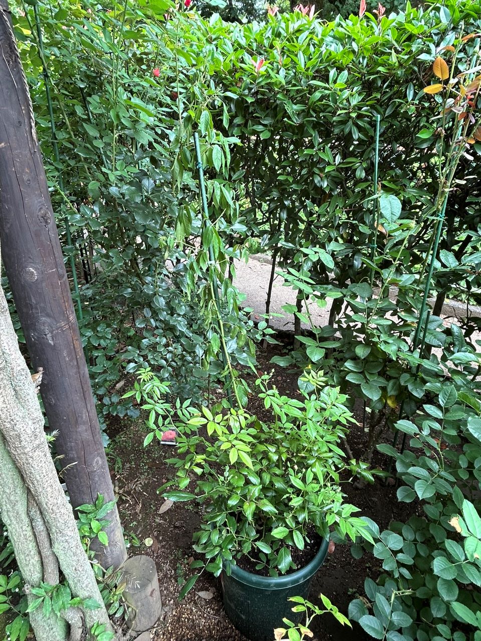 スノーグースランブラー冬大苗の19週後