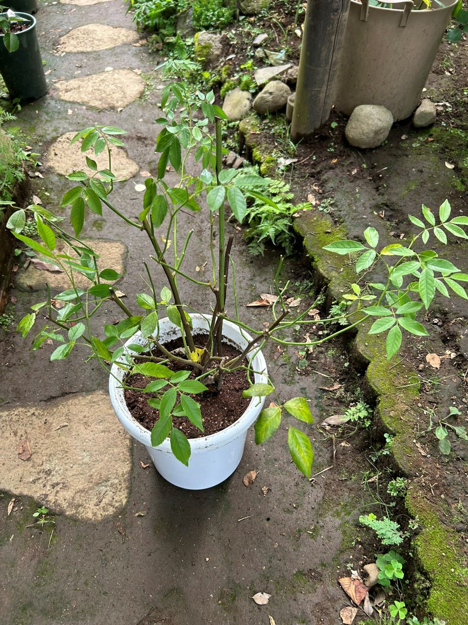 スノーグースランブラー冬大苗の21週後