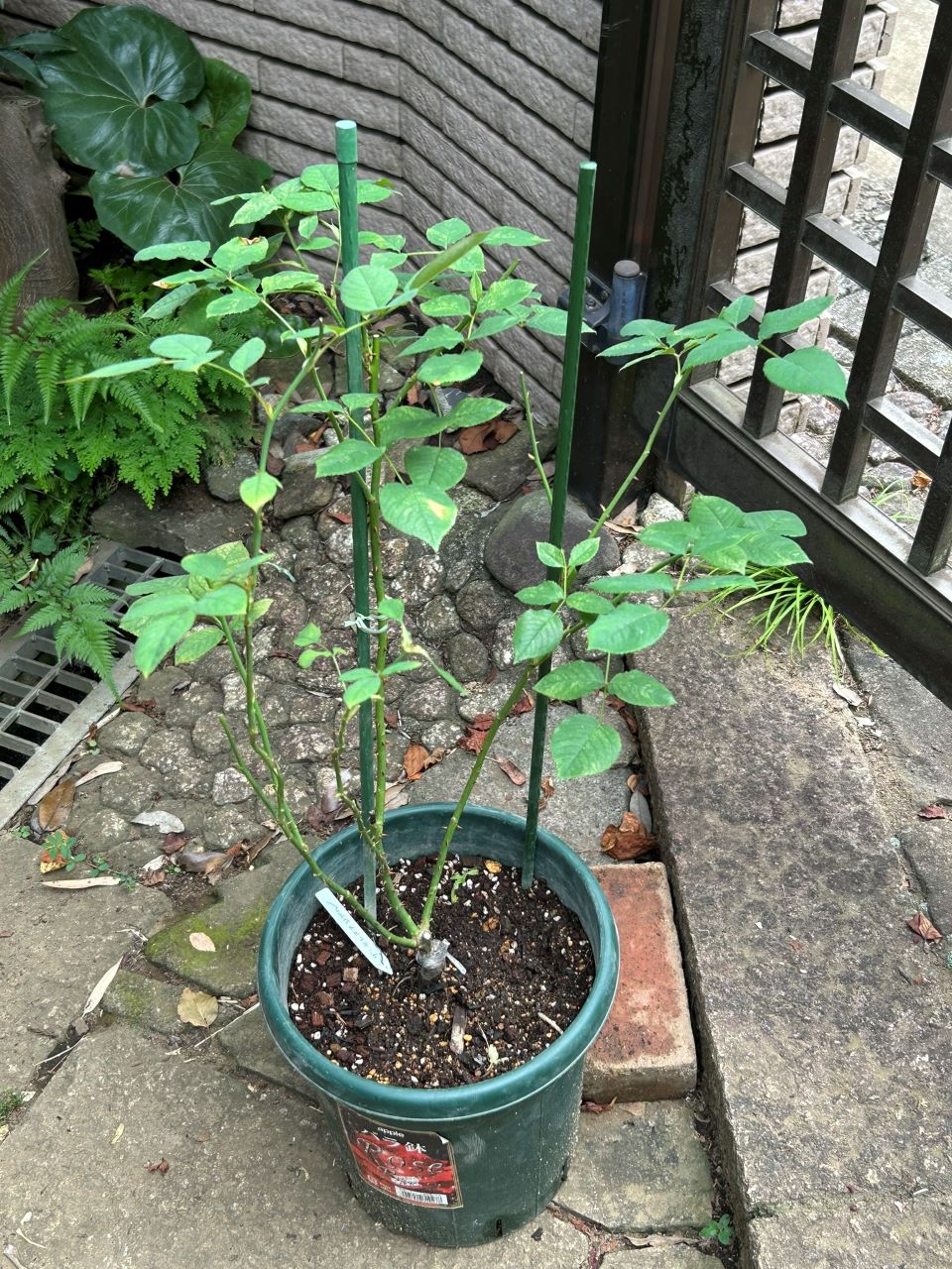 ザセレスティアル新苗の7週後