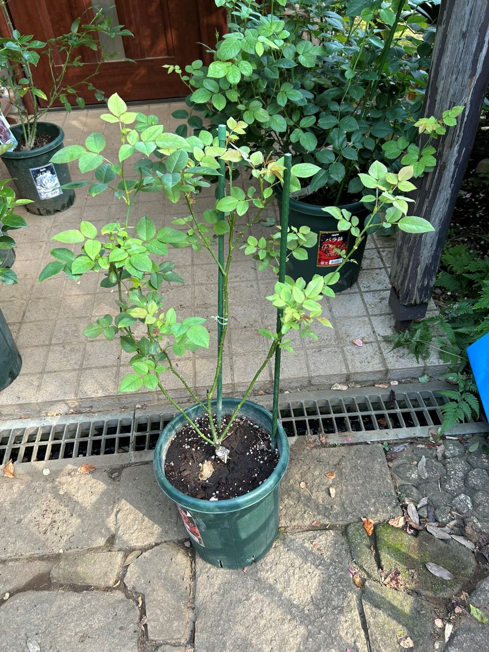 ザセレスティアル新苗の9週後