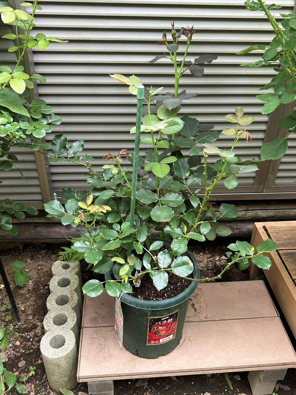 ベルベティトワイライト開花苗の4週後