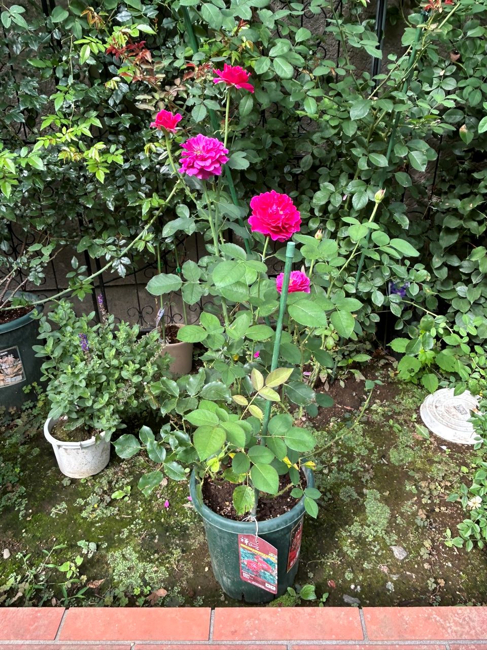 ベルベティトワイライト開花苗の6週後-2