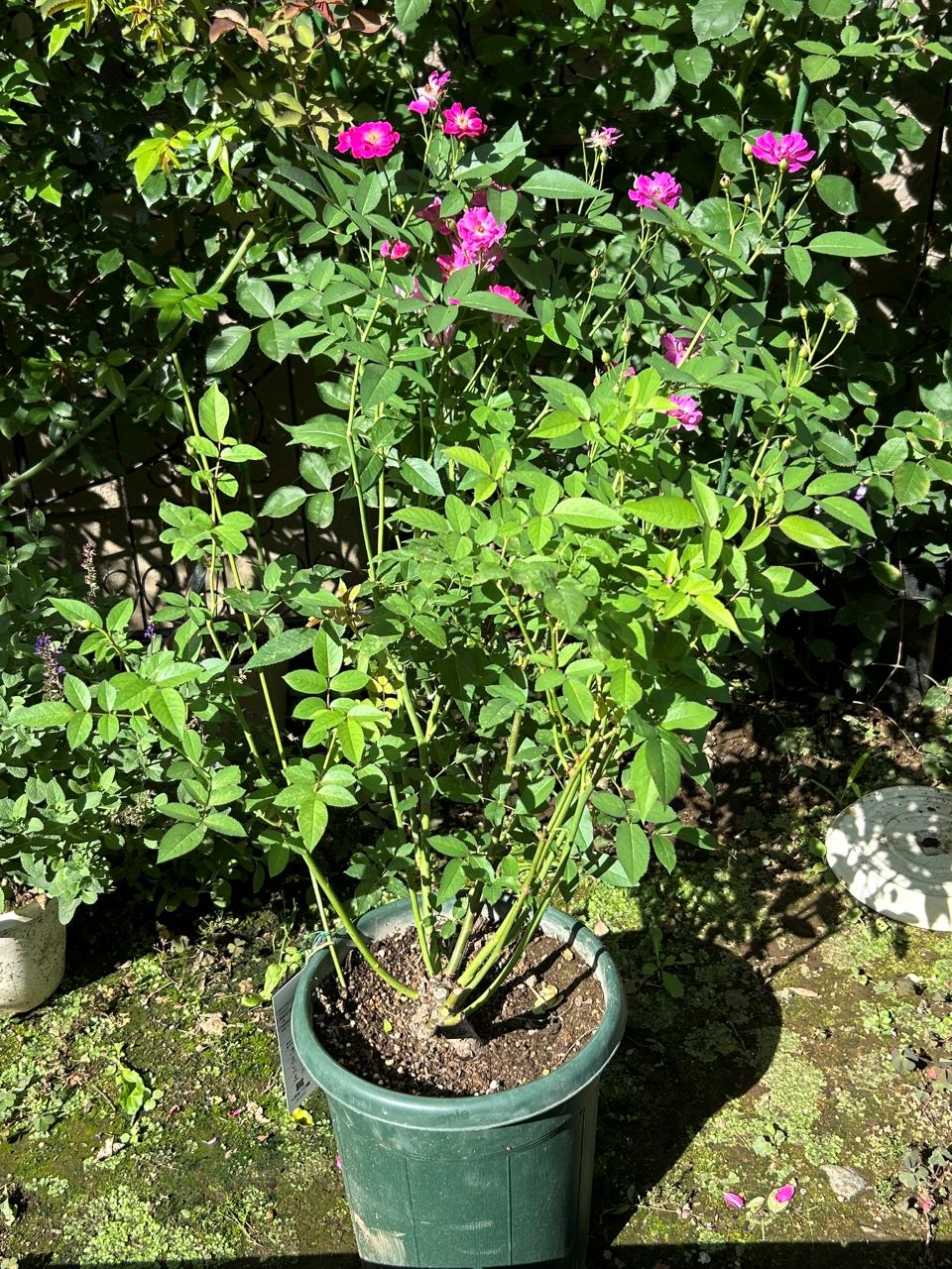 ヴィル・ナタール開花苗の63週後