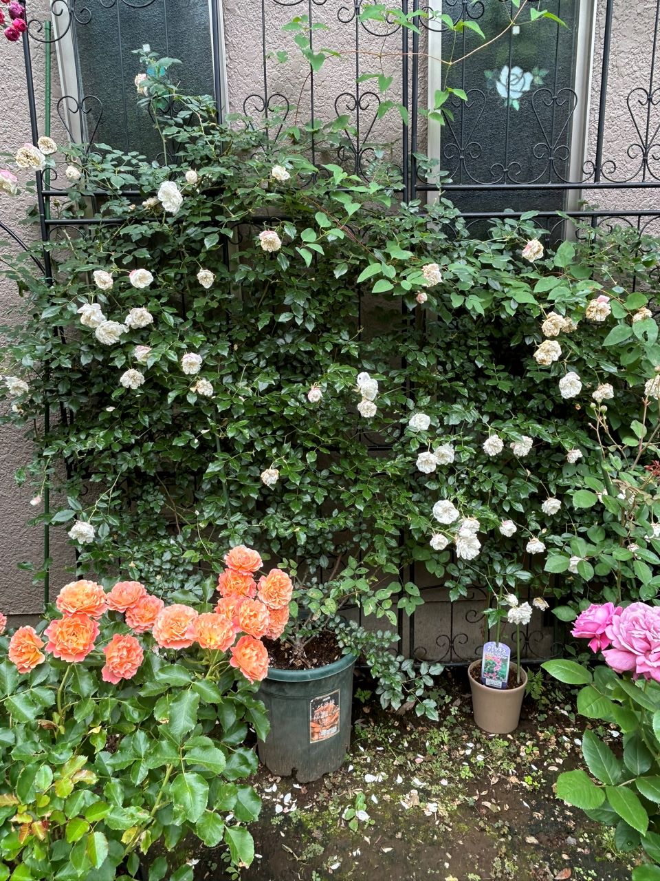 アルベリックバルビエ長尺苗の18週後