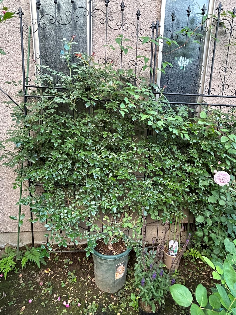 アルベリックバルビエ長尺苗の20週後