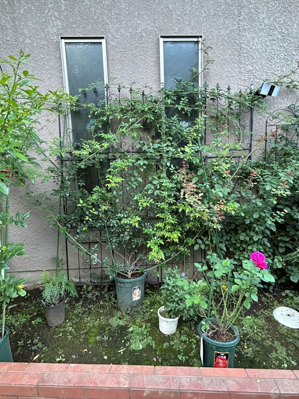 アルベリックバルビエ長尺苗の24週後