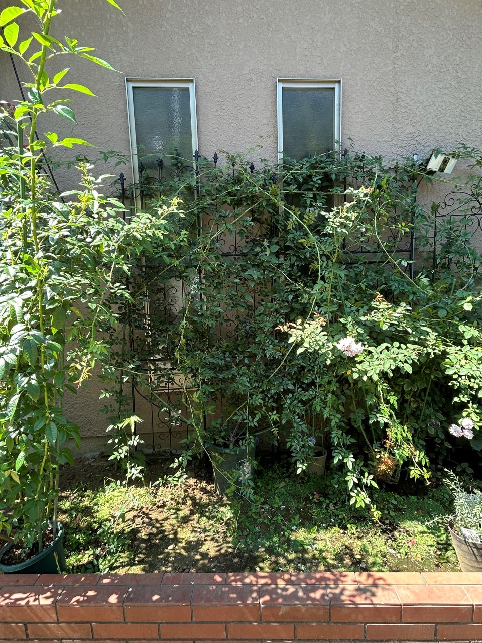 アルベリックバルビエ長尺苗の30週後