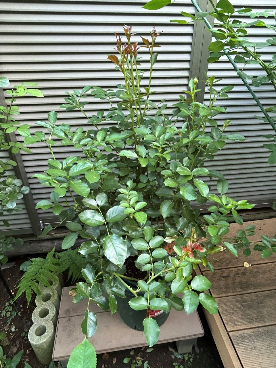 アプリコットシフォン開花苗の7週後