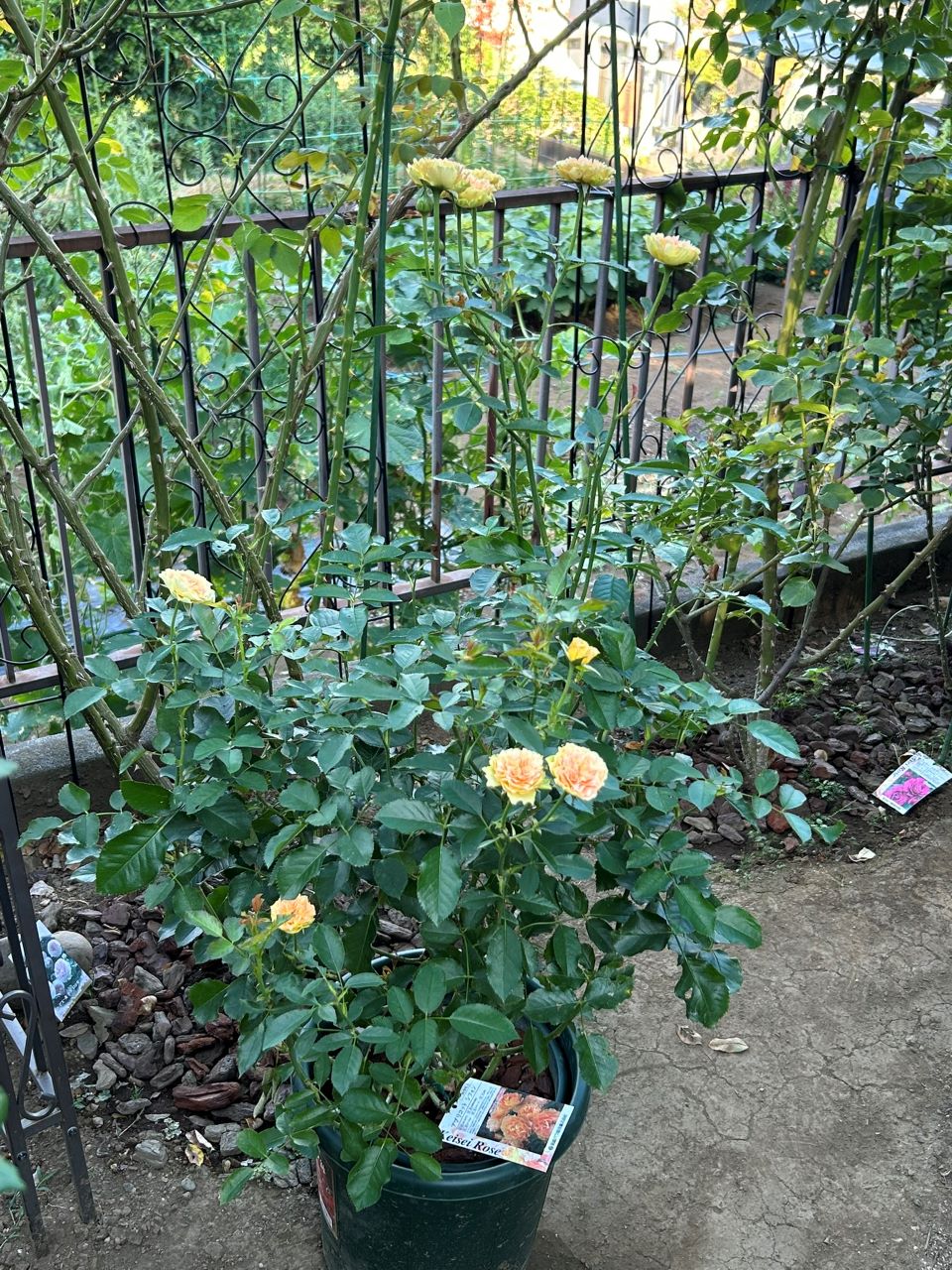 アプリコットシフォン開花苗の9週後