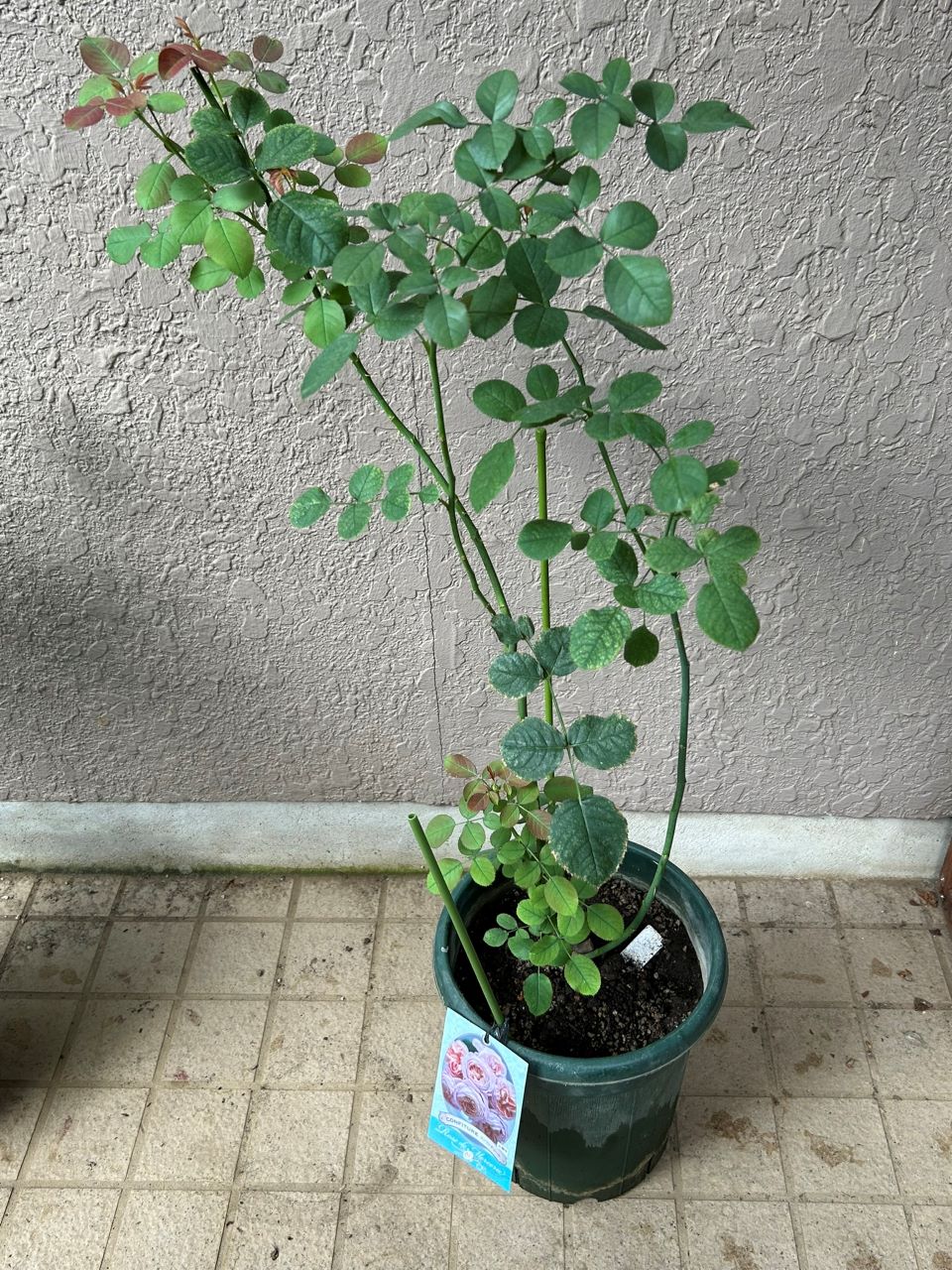 コンフィチュール開花苗の56週後