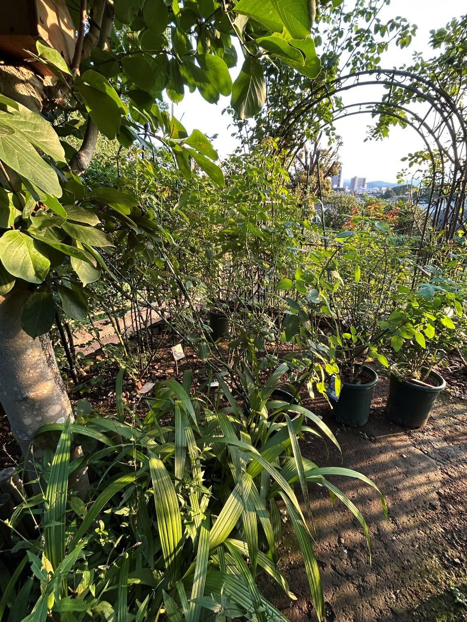 フラウカールドルシュキ大苗の26週後