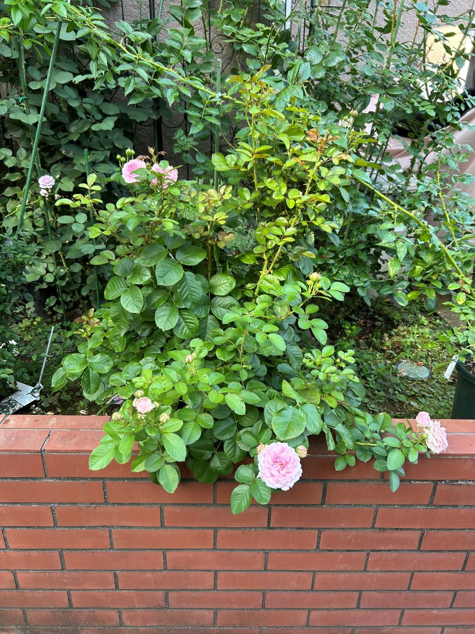 ラリッサバルコニアの大苗54週後