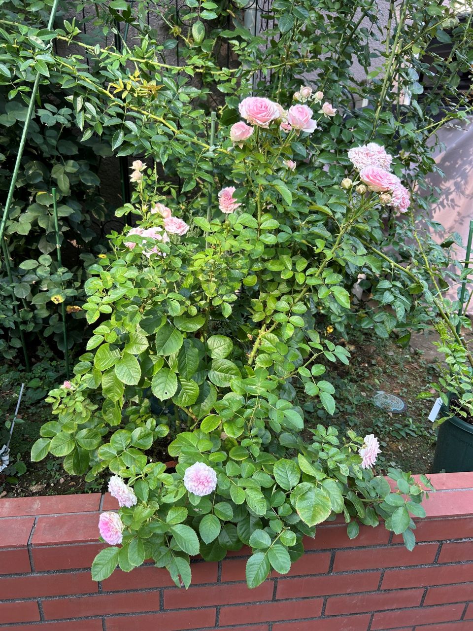 ラリッサバルコニアの大苗56週後