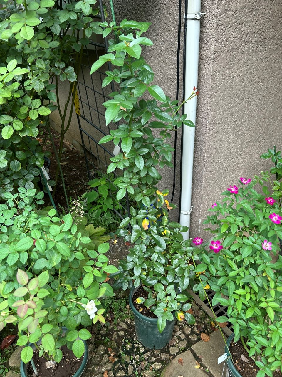 ライデンシャフト開花苗の11週後